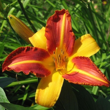 Lilenik Hybrid France Hals, C2 pot, H10-50 height, 1 pc, summer 2024