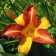 Lilenik Hybrid France Hals, C2 pot, H10-50 height, 1 pc, summer 2024