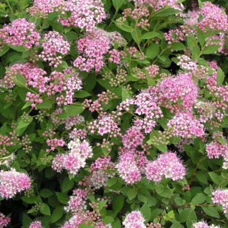 Spirea Japanese liter princesses, c2 pot, n10-50 height, 1 pc, summer 2024