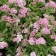 Spirea Japanese liter princesses, c2 pot, n10-50 height, 1 pc, summer 2024