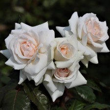 Seedling rose Svan Lake, climbing, pot 2 l., Summer 2024