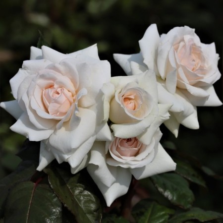 Seedling rose Svan Lake, climbing, pot 2 l., Summer 2024