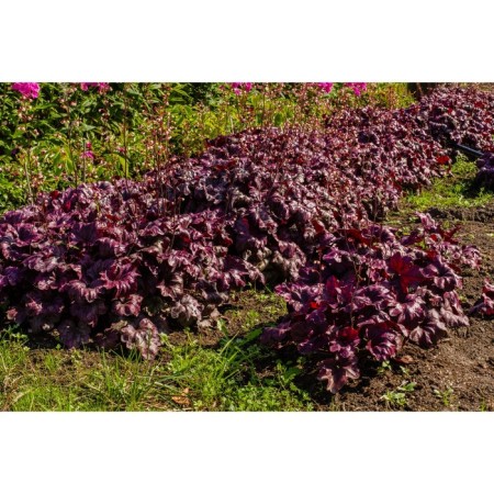 Heichera (Heuher) Hybrid Berry Marmelad, Rr. I, 1 pc, Spring 2025