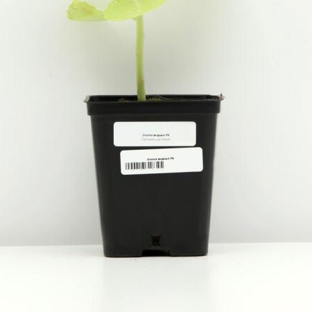Visible cleaning, P9 pot, 1 pc, spring 2024-3