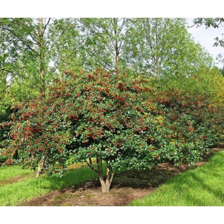Bulberries Cumber, C2 pot, H10-50 Height, 1 pc, summer 2024