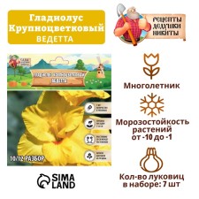 Гладиолус Крупноцветковый "Ведетта", р-р 8/10, 7 шт,