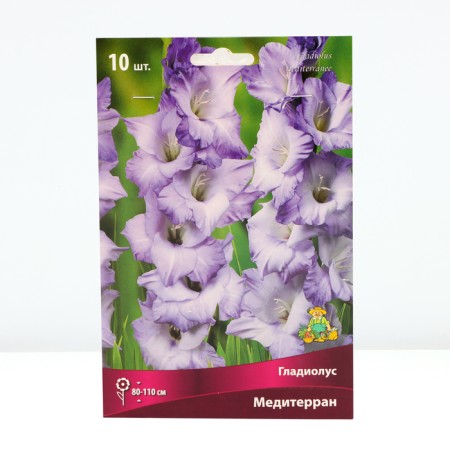 Gladiolus Large-flowered "Mediterran", 10/12, 10 pcs, spring 2024
