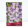 Gladiolus Large-flowered "Mediterran", 10/12, 10 pcs, spring 2024