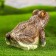 Garden figure "Eyewood Frog" 25x23x20cm