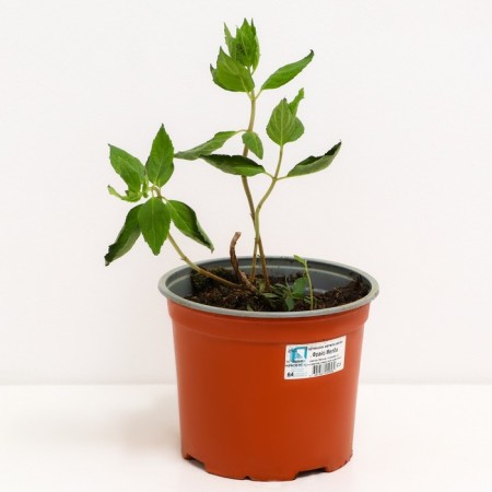 Hydrangea blizzard frees Melba, C3 pot, H10-50 height, 1 pc, summer 2024-1