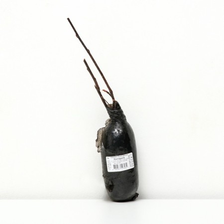 Cheremukha ordinary (series North Garden) "Colorata", 1 pc, tube, spring 2025-1