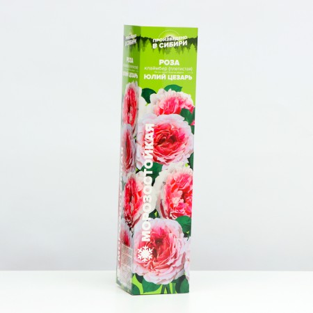 Rosa seedling "Julius Caesar", 1 pc, spring 2024-1
