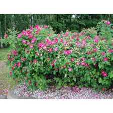 Rose wrinkled ruble, C3 pot, H10-50 height, 1 pc, summer 2024