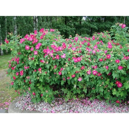 Rose wrinkled ruble, C3 pot, H10-50 height, 1 pc, summer 2024