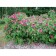 Rose wrinkled ruble, C3 pot, H10-50 height, 1 pc, summer 2024