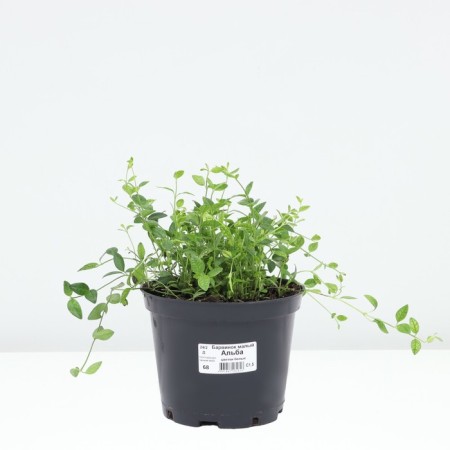 Barvinok Small Alba, C1.5 pot, 1 pc, summer 2024-2