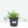 Barvinok Small Alba, C1.5 pot, 1 pc, summer 2024