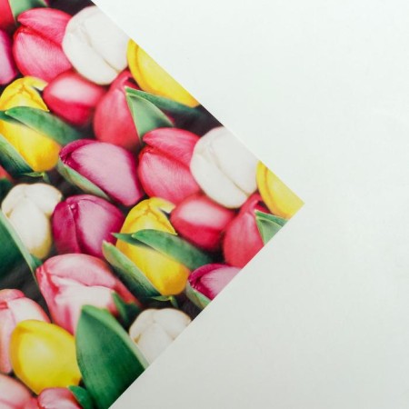 Glossy packaging paper "Tulips from March 8", 70 x 100 cm-2