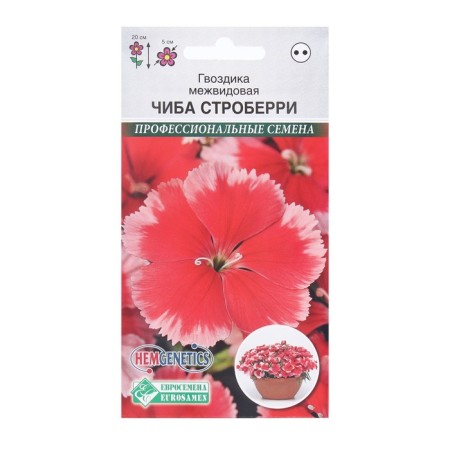Flowers of cloves interspecific chib Stronerry, 5 pcs /Hem Genetics