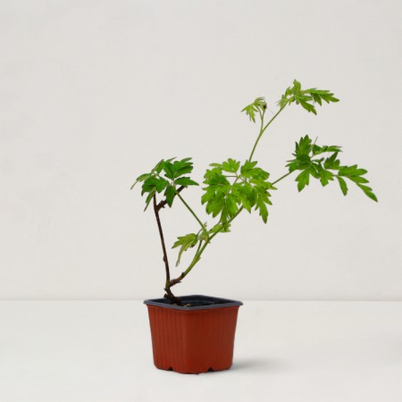 Black Blackberry Saughty "Thornless Evergreen", P9 pot, Summer 2024-1