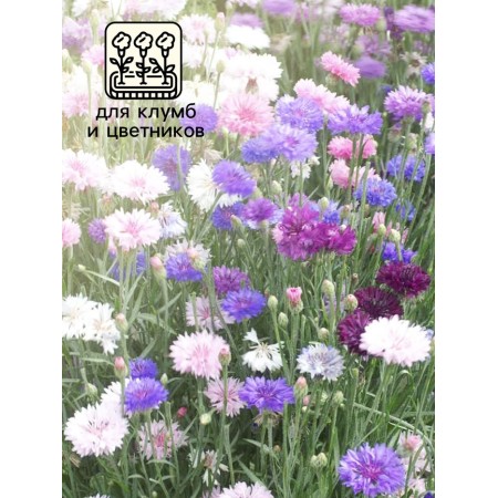 Cornflower seeds "Crown", mixture, 0.2 g-2