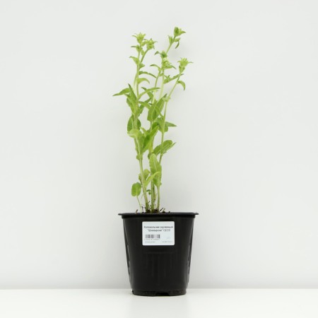 Boof bell "Schneecron", pot C2, 1 pc, Spring 2024-2