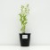 Boof bell "Schneecron", pot C2, 1 pc, Spring 2024