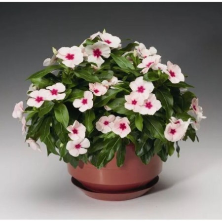 Barvinok is large, c1.5 pot, 1 pc, summer 2024