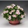 Barvinok is large, c1.5 pot, 1 pc, summer 2024