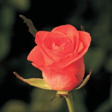 Seedling rose 