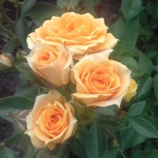 Seedling rose 