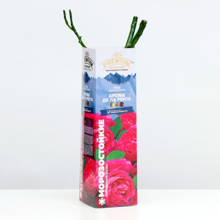 Sahenian rose aroma de la Renta Spring 2024, 1 pc.-1