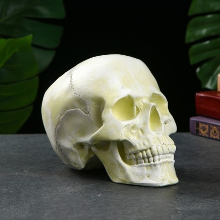 Piggy bank "Skull" Bone Bone, 16x13x22cm