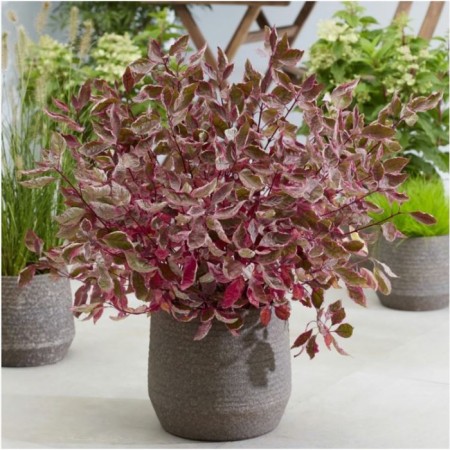 Deren White Miracl, C3 pot, 1 pc, summer 2024