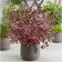 Deren White Miracl, C3 pot, 1 pc, summer 2024