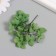Sukhotzet "hydrangea" green h = 6-6.5 cm