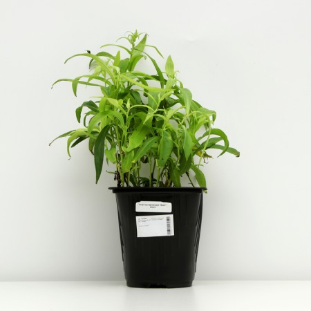 Bush Astra "Weiss", pot C2, 1 pc, Spring 2024-2