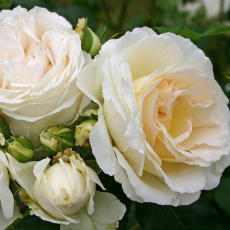Rosa AiFa, Spring 2024, 1 pc.