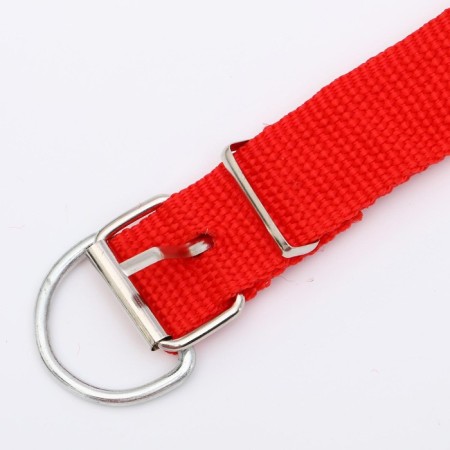 Animal collar-3