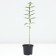 Flox blizzard winter morning, pot C2, 1 pc, summer 2024