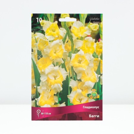 Gladiolus Large-flowered "Baggi", district 10/12, 10 pcs, spring 2024