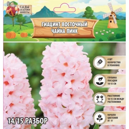 Hyacinth East China Pink, rr 14/15, 4 pcs, autumn 2024