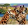 Diamond mosaic with full filling on the canvas "Giraffes", 30 x 40 cm