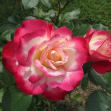 Sahenian Rose 