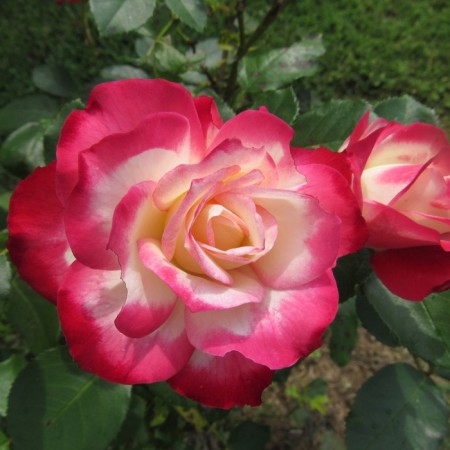 Sahenian Rose "Dabble Delite", Tuba, Spring 2025