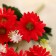 Bouquet "Chrysanthemum Counsel Selebret" 4x25 cm, mix