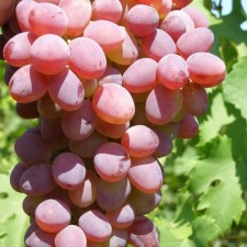 Grape seeder 