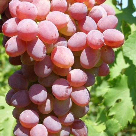 Grape seeder "Kira", tube, spring 2025