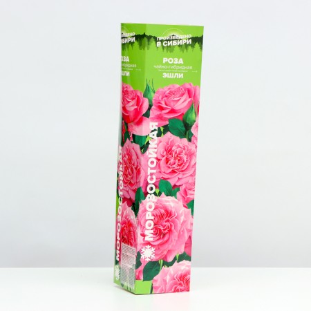 Ashley Tea-Hybride Rosa seedling, 1 pc, spring 2024-1