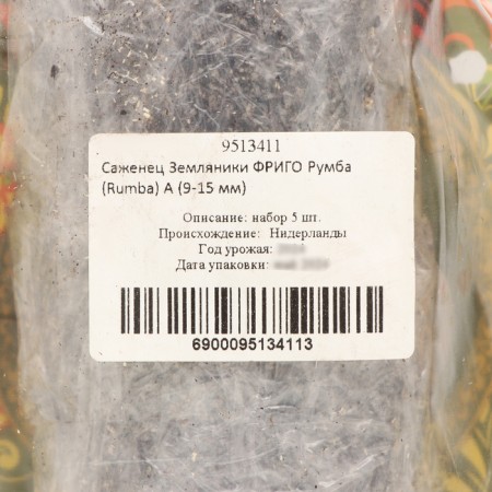 Frigi Rumba Strawberry seedling (Rumba) a (9-15 mm), 5 pcs-3